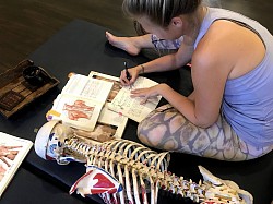 習得したマッサージが傷みの軽減や姿勢に与える影響を、骨格スケルトンを使用し学びます。習得した技術と知識をノートに記載しているドイツのピラティス講師