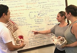 様々な筋肉の触診技術、マッサージ、ストレッチ、筋膜リリース法を骨格スケルトンや解剖学写真から学び、実践マッサージトレーニングを行います